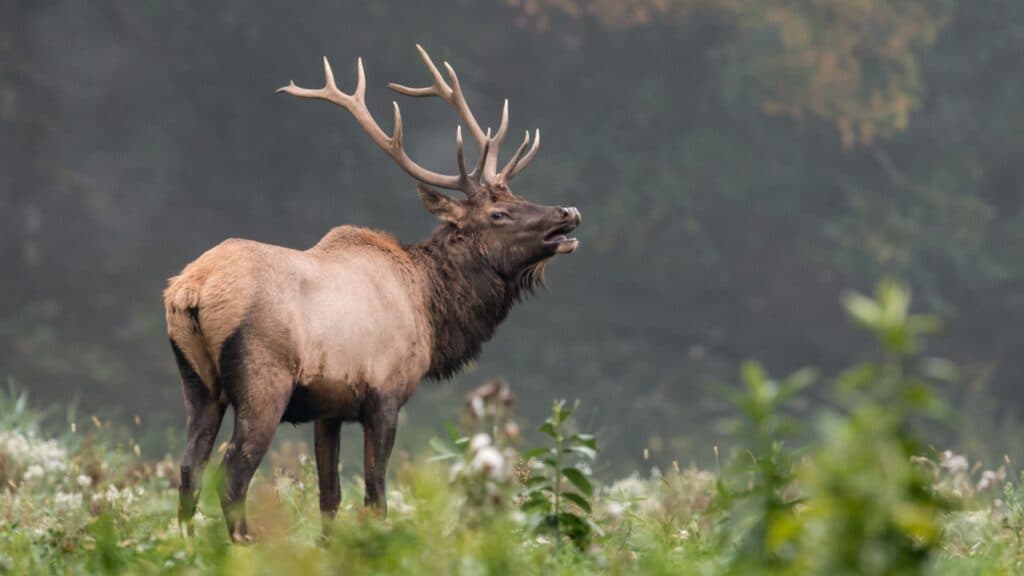 Bull elk bugling at the edge of the pasture