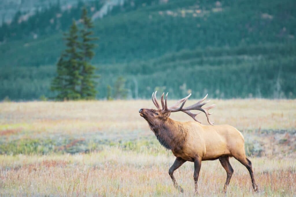Bull elk crossing a Foothills meadow