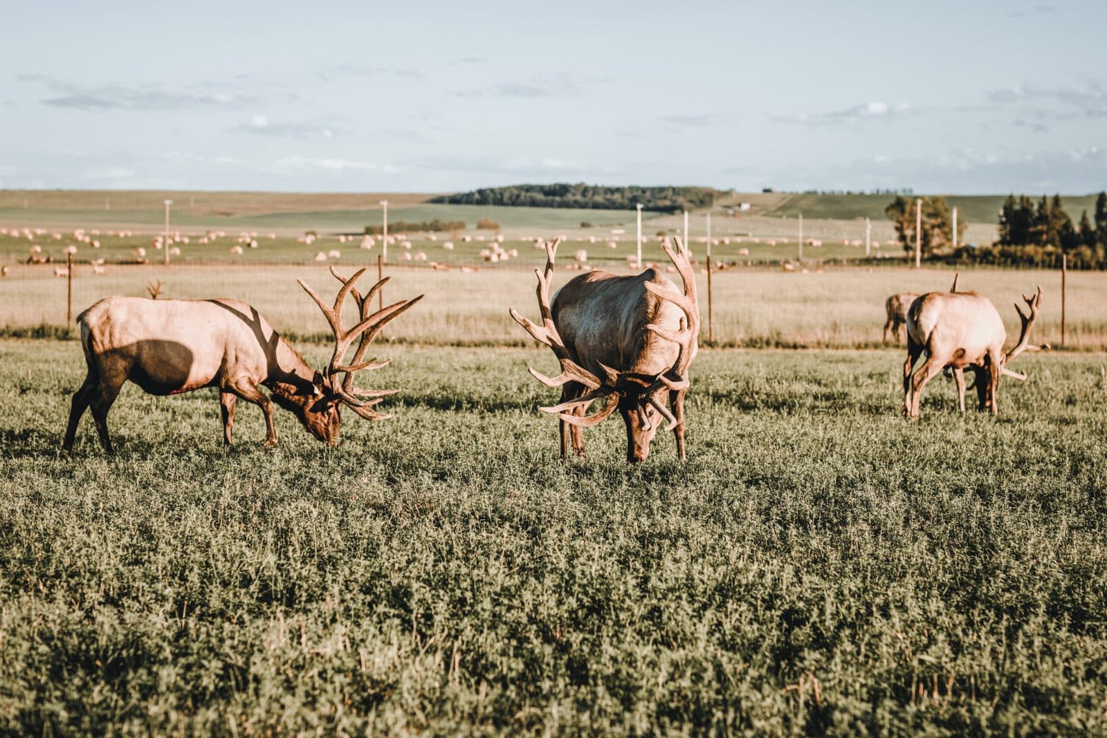 Bull elk grazing on pasture at Black Diamond Elk Ranch